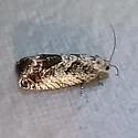 Cydia flexiloqua - Hodges#3465 - photo 5