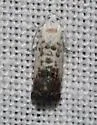 Cydia gallaesaliciana - Hodges#3479 - photo 2