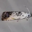 Cydia gallaesaliciana - Hodges#3479 - photo 3