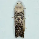 Cydia gallaesaliciana - Hodges#3479 - photo 4