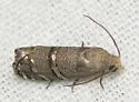 Longleaf Pine Seedworm Moth - Hodges#3487 - photo 3