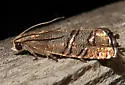 Longleaf Pine Seedworm Moth - Hodges#3487 - photo 4