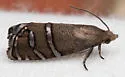 Longleaf Pine Seedworm Moth - Hodges#3487 - photo 5