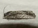 Cydia lacustrina - Hodges#3464 - photo 3
