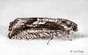 Cydia lacustrina - Hodges#3464 - photo 4