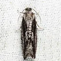 Cydia lacustrina - Hodges#3464 - photo 5