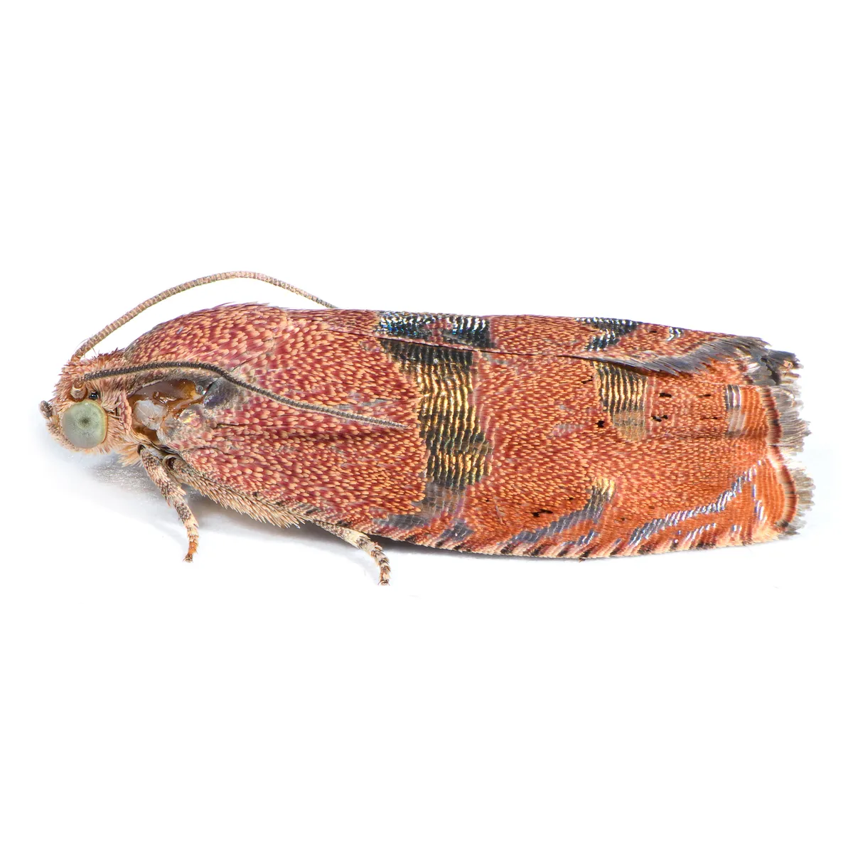 Filbertworm Moth - photo 2