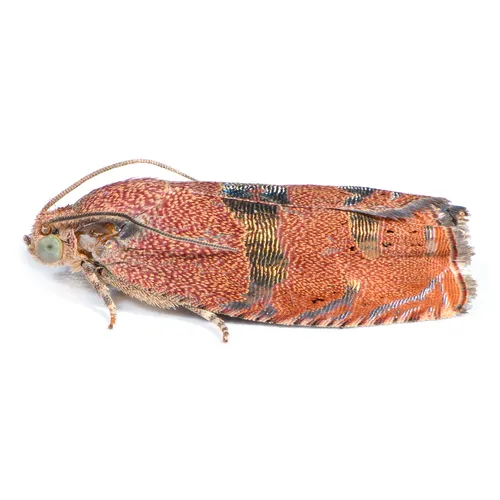 Filbertworm Moth - photo 3