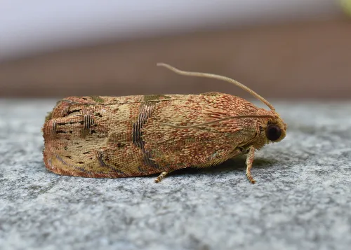 Filbertworm Moth - photo 4