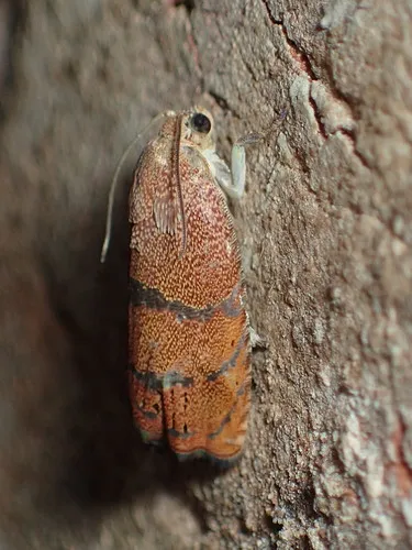 Filbertworm Moth - photo 5