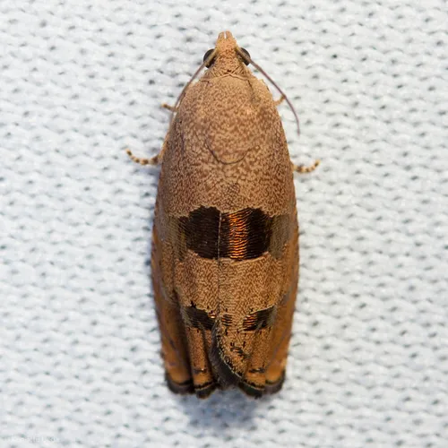 Filbertworm Moth - photo 6
