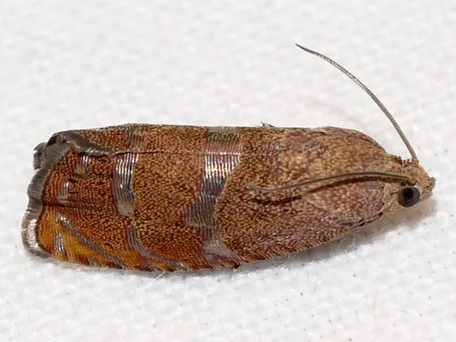 Filbertworm Moth - photo 7