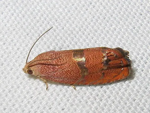 Filbertworm Moth - photo 8