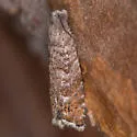 Cydia marita - Hodges#3448.2 - photo 3