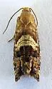 Cydia obnisa - Hodges#3454 - photo 4