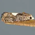 Cydia palmetum - Hodges#3462 - Cydia palmetum