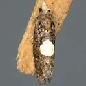 Cydia palmetum - Hodges#3462 - photo 2