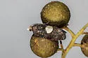 Cydia palmetum - Hodges#3462 - photo 3