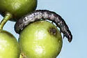 Cydia palmetum - Hodges#3462 - photo 5