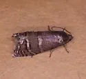 Ponderosa Pine Seedworm Moth - Hodges#3489 - Cydia piperana