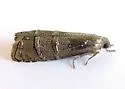 Ponderosa Pine Seedworm Moth - Hodges#3489 - photo 2