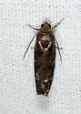 Ponderosa Pine Seedworm Moth - Hodges#3489 - photo 3
