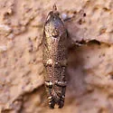 Ponderosa Pine Seedworm Moth - Hodges#3489 - photo 4