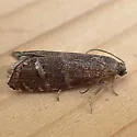 Ponderosa Pine Seedworm Moth - Hodges#3489 - photo 5