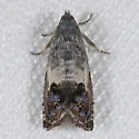 Cydia prosperana - Hodges#3476 - photo 2