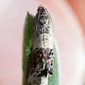 Cydia prosperana - Hodges#3476 - photo 3