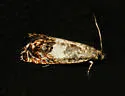 Cydia prosperana - Hodges#3476 - photo 4