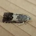 Cydia prosperana - Hodges#3476 - photo 5