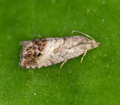 Cydia splendana - photo 2