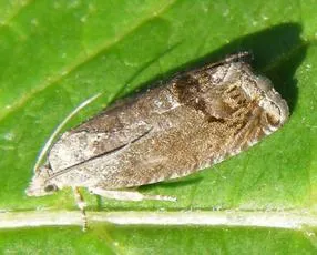 Cydia splendana - photo 3