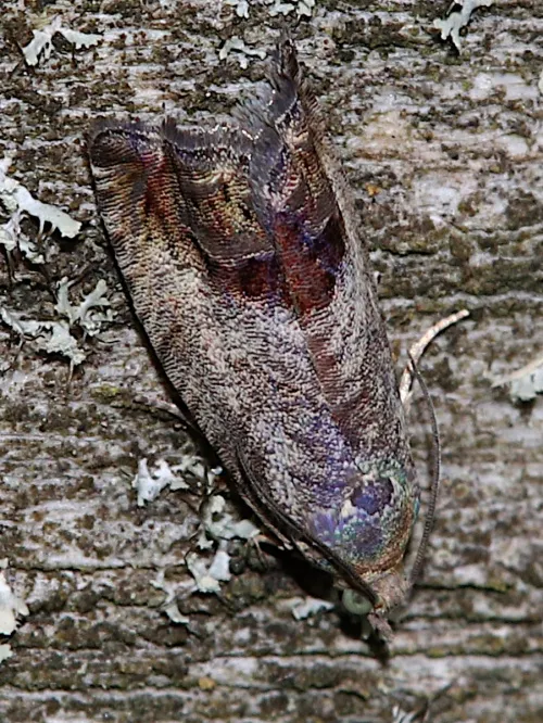 Cydia splendana - photo 4