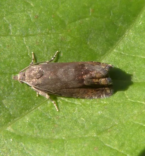 Cydia splendana - photo 5