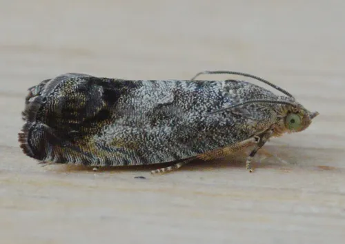 Cydia splendana - photo 6