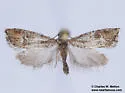 Cydia timara - Hodges#3448.3 - photo 2