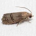 Eastern Pine Seedworm Moth - Hodges#3486 - photo 2