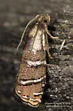 Eastern Pine Seedworm Moth - Hodges#3486 - photo 3