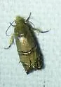 Eastern Pine Seedworm Moth - Hodges#3486 - photo 4
