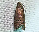 Eastern Pine Seedworm Moth - Hodges#3486 - photo 5
