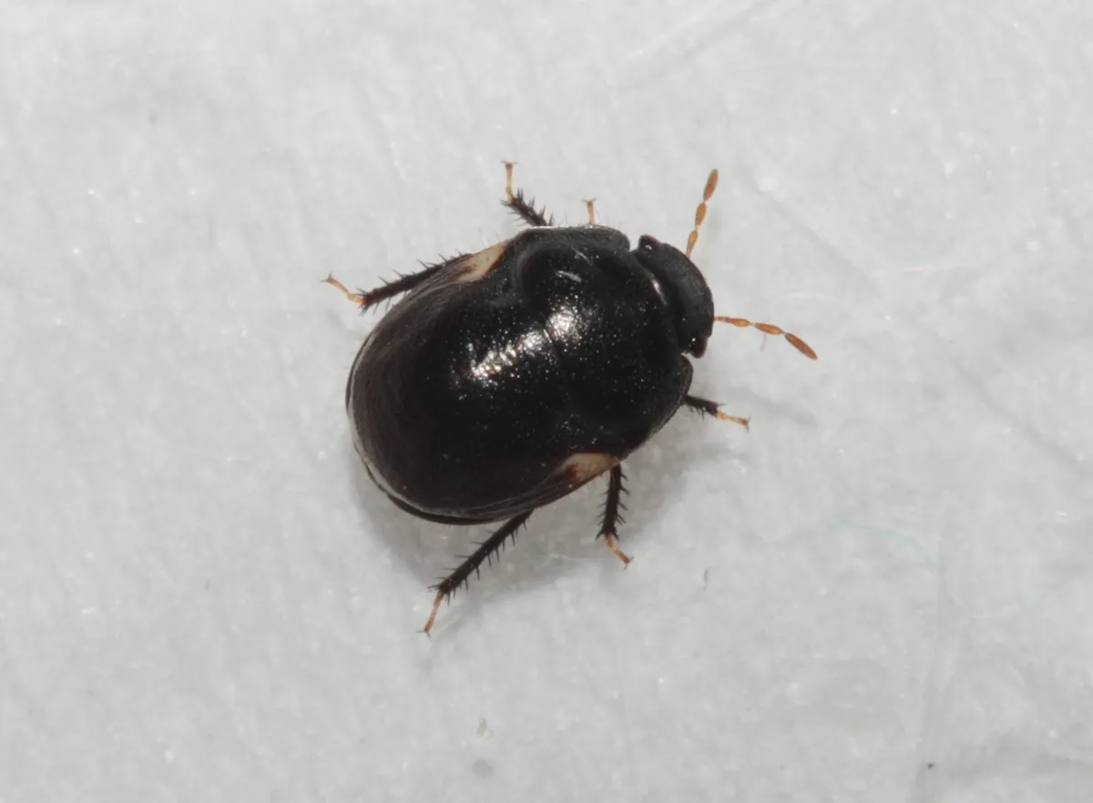 Cydnoides renormatus - photo 2