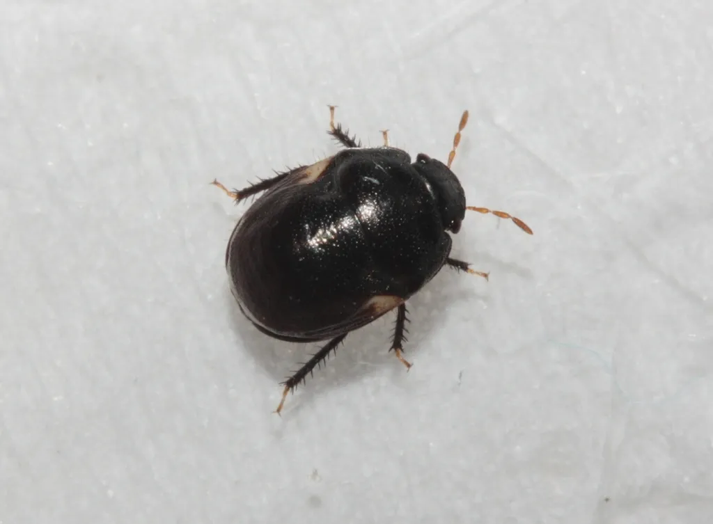 Cydnoides renormatus - photo 3