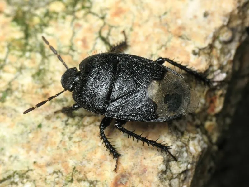 Cydnus aterrimus