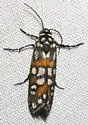 Gold-banded Cydosia - Hodges#8999