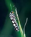 Regal Cydosia - Hodges#9000