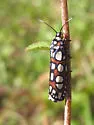 Regal Cydosia - Hodges#9000 - photo 2