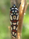 Regal Cydosia - Hodges#9000 - photo 3