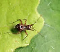 Cylapus tenuicornis - photo 3